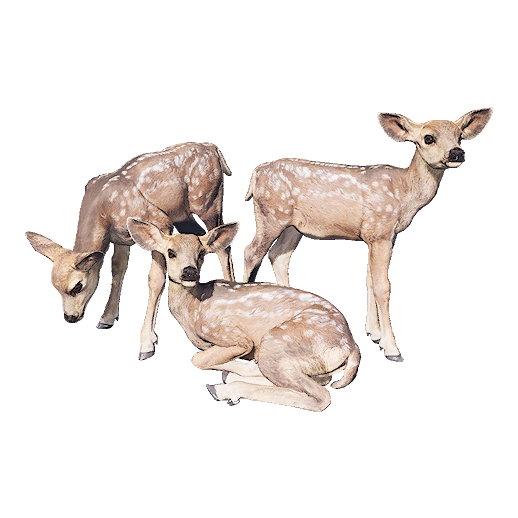 Baby Deer