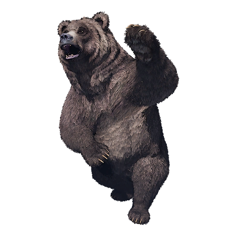 Bear