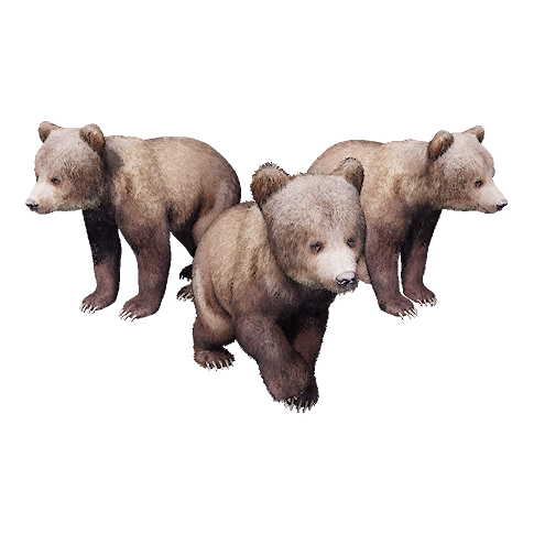Bear Cub