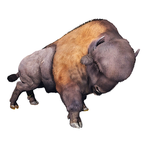 Buffalo