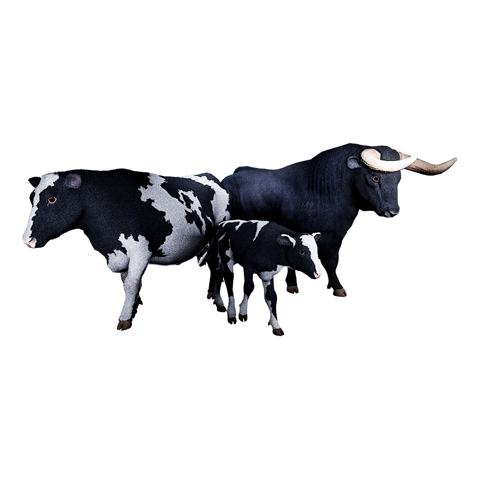 Cattle
