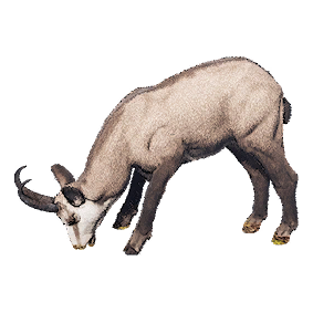 Chamois