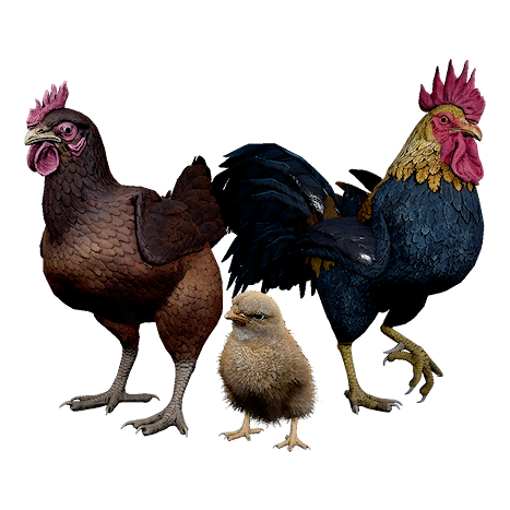 Chicken