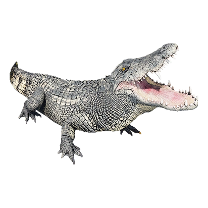 Crocodile