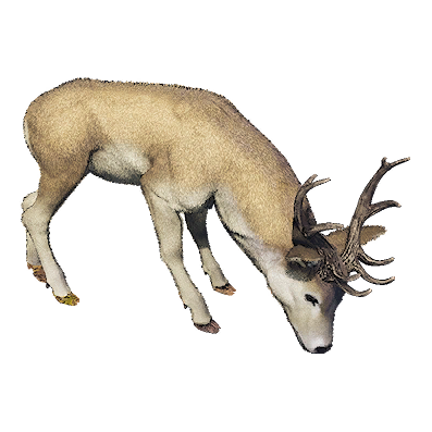 Deer