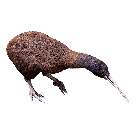 Kiwi