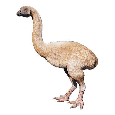 Moa