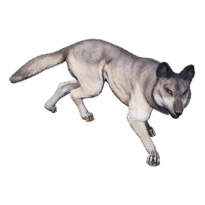 Wolf