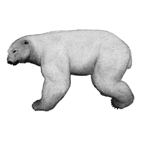 Polar Bear