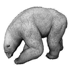 Polar Bear Cub