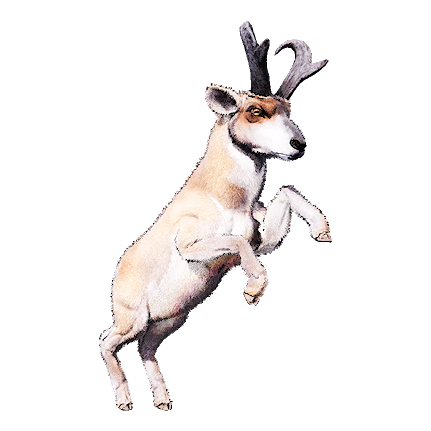 Pronghorn