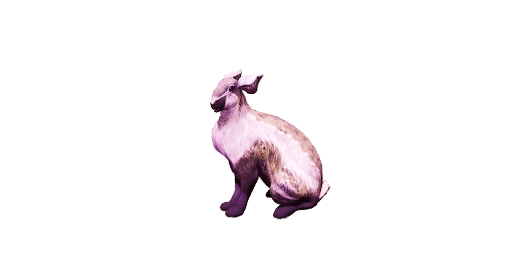 Pygmy Lop