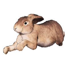 Rabbit