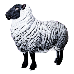 Sheep