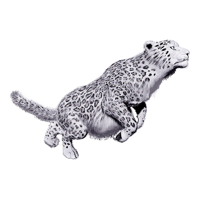 Snow Leopard