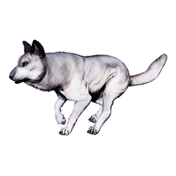 Snow Wolf