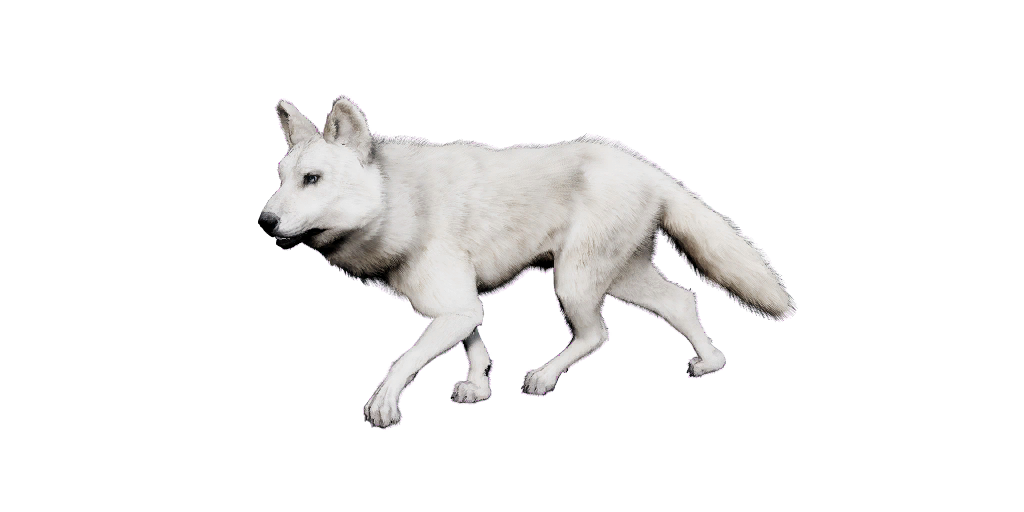 Snow Wolf