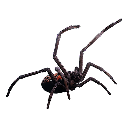 Spider