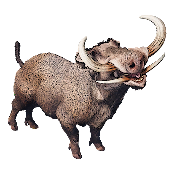 Boar