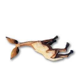Korrin Carcass