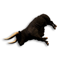 Bull Carcass