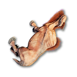 Draven Carcass