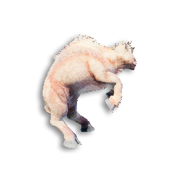 Juvenile Draven Carcass