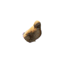 Chick Carcass