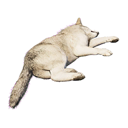 Juvenile Wolf Carcass