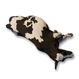 Cow Carcass