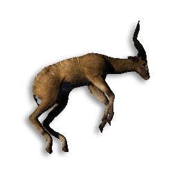 Antelope Carcass