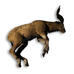 Large Antelope Carcass