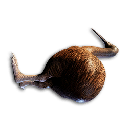 Kiwi Carcass