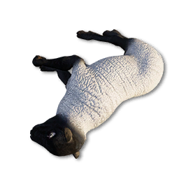 Lamb Carcass