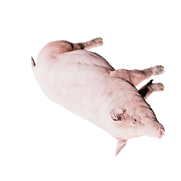 Pig Carcass
