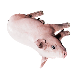 Piglet Carcass