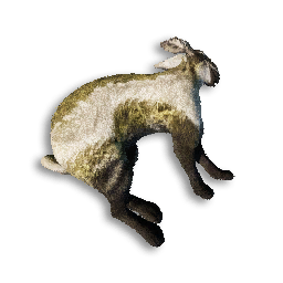 Pygmy Lop Carcass