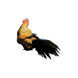 Rooster Carcass