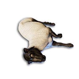 Sheep Carcass