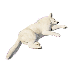 Juvenile Snow Wolf Carcass
