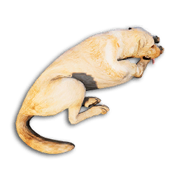 Labrador Carcass