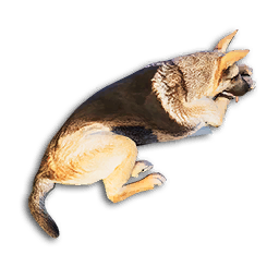 German Shepherd Carcass