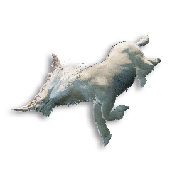 Juvenile Shaggy Zebra Carcass