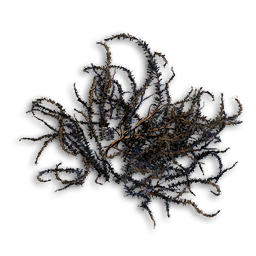 Bramble Bush