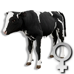 Cryogenically Frozen Calf (Female)