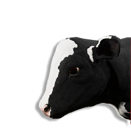 Calf Vestige