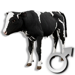 Cryogenically Frozen Calf (Male)