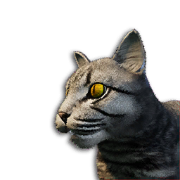 Grey Tabby Cat Vestige