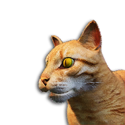 Orange Tabby Cat Vestige