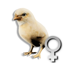 Cryogenically Frozen Chick (Female)
